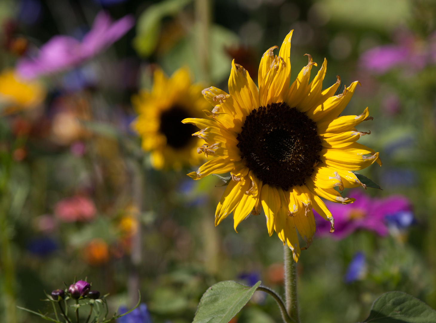 Im Garten von Freunden