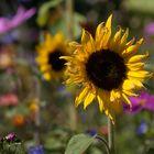 Im Garten von Freunden