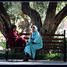 Im Garten von Marrakesh