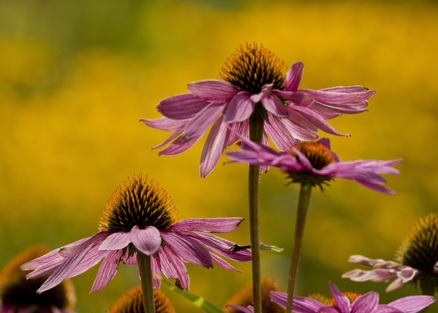 Im Garten von Schloss Dyck / 04.08.2017