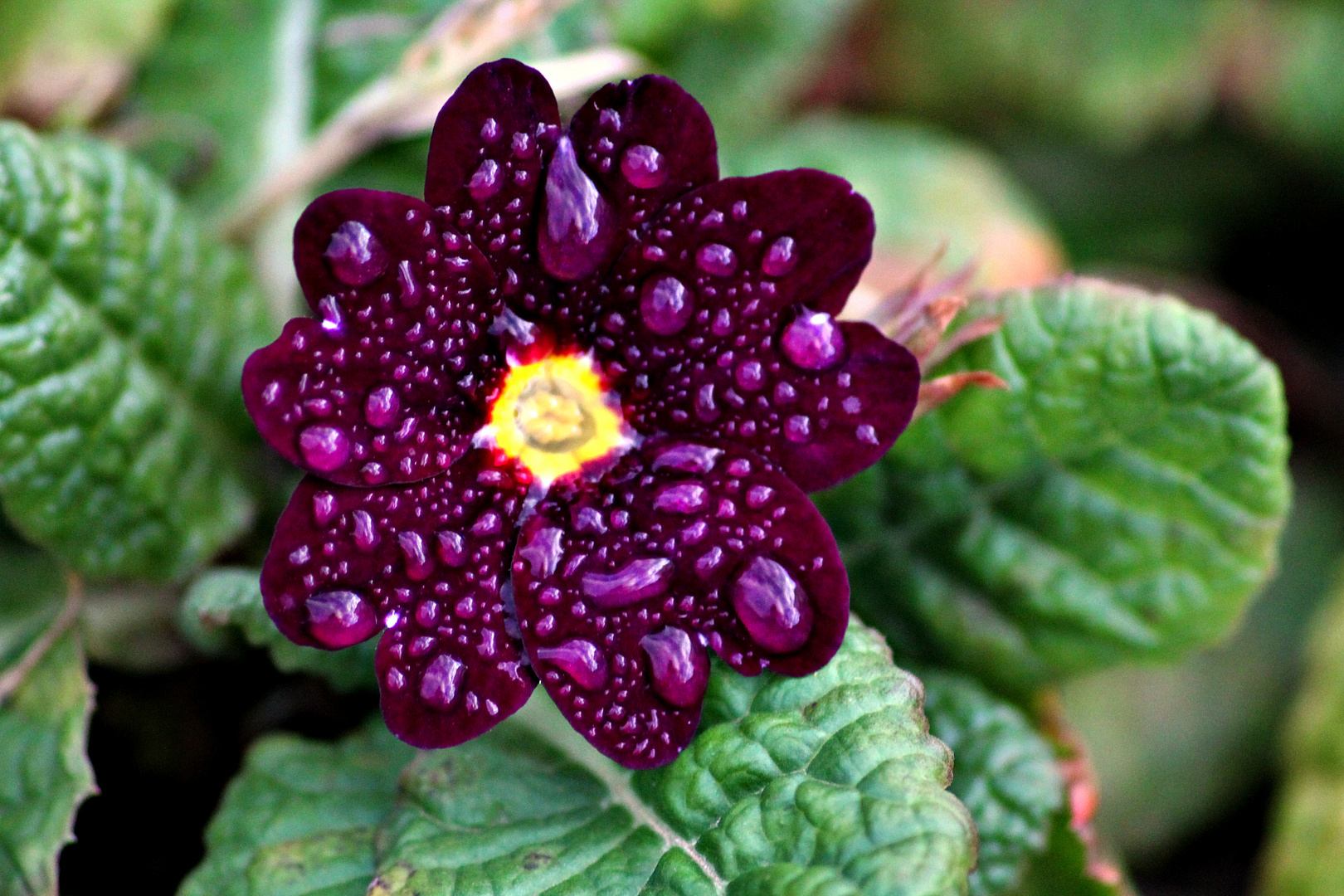 Im Garten vor dem Frost