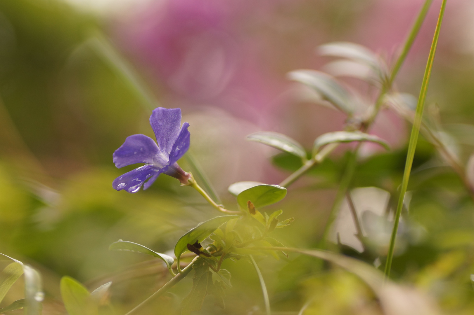 Im Garten wachsen auch schöne Pflanzen...