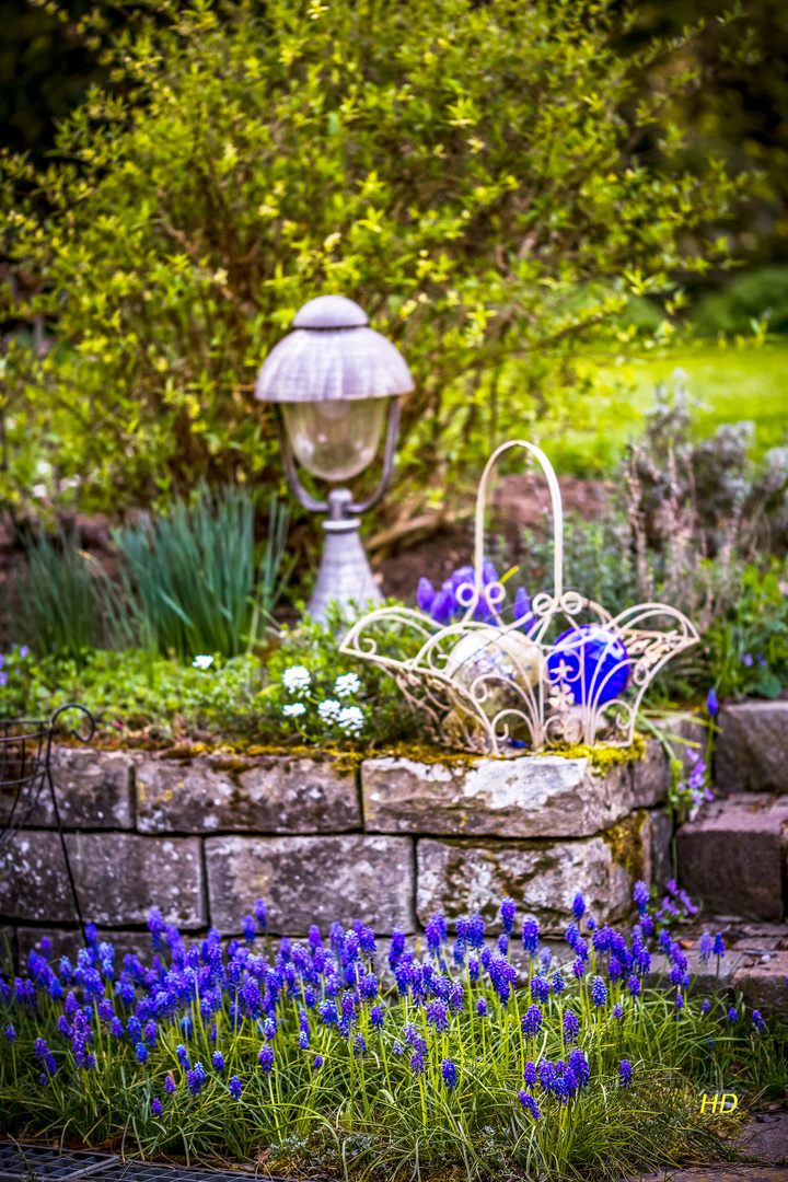 Im Garten (Weinbergs-Traubenhyazinthen)