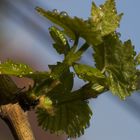 Im Garten - Weinreben im Morgentau 1