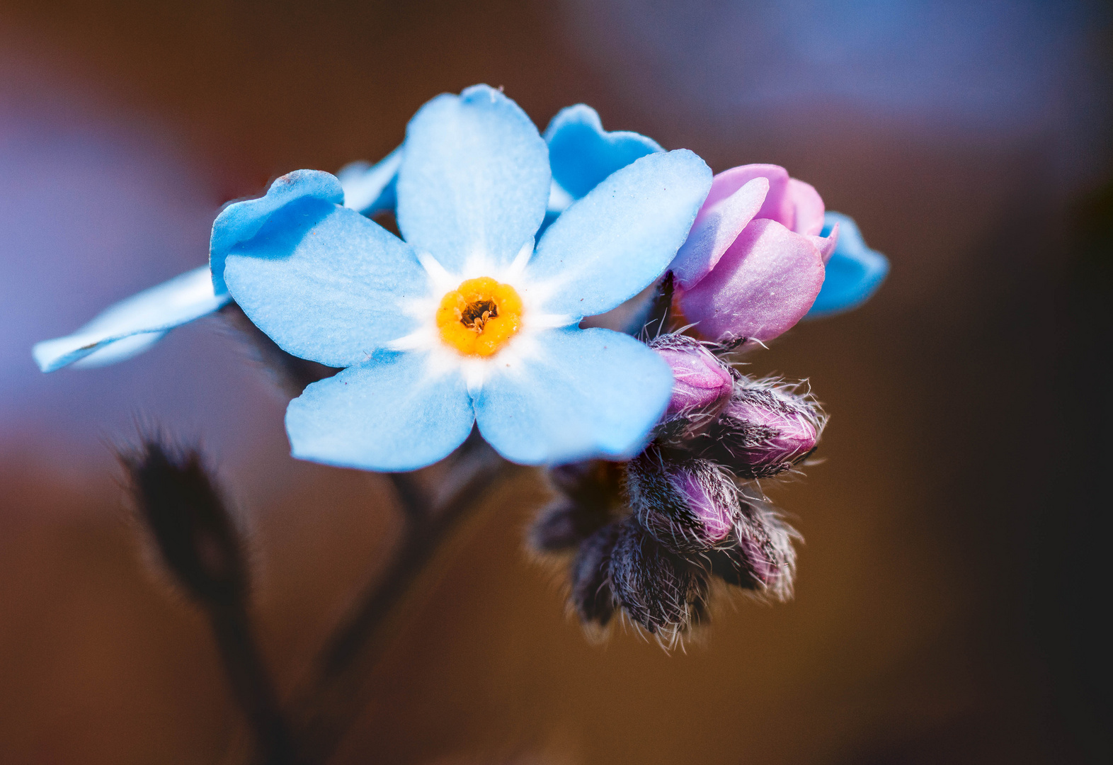 Im Garten wird es langsam