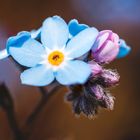 Im Garten wird es langsam