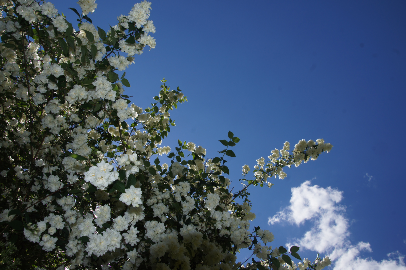 Im Garten - Wo ist der Sommer?