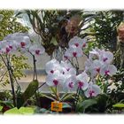 Im Garten XX Orquideen hintern Glass 