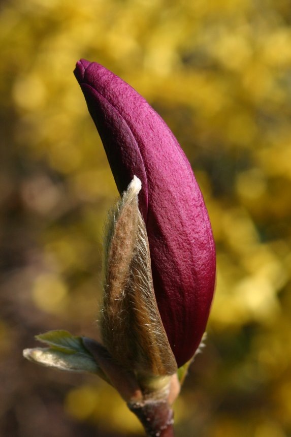 im Garten1:Magnolie