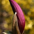 im Garten1:Magnolie