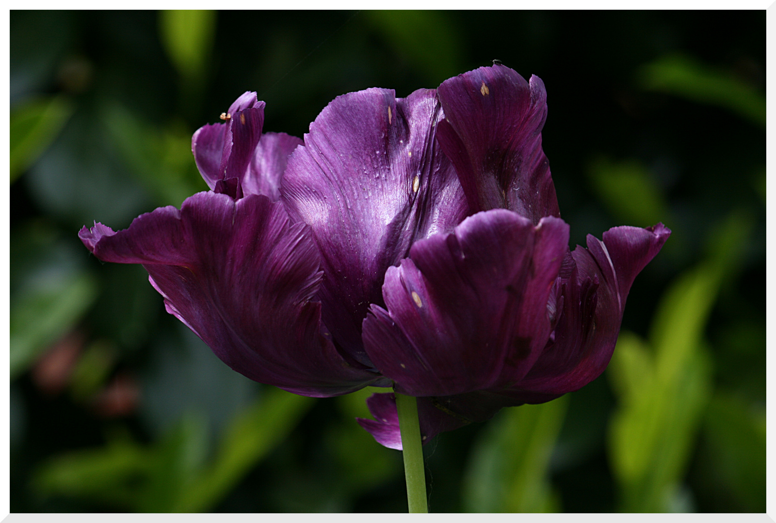 ...im Garten....stolze Tulpe...