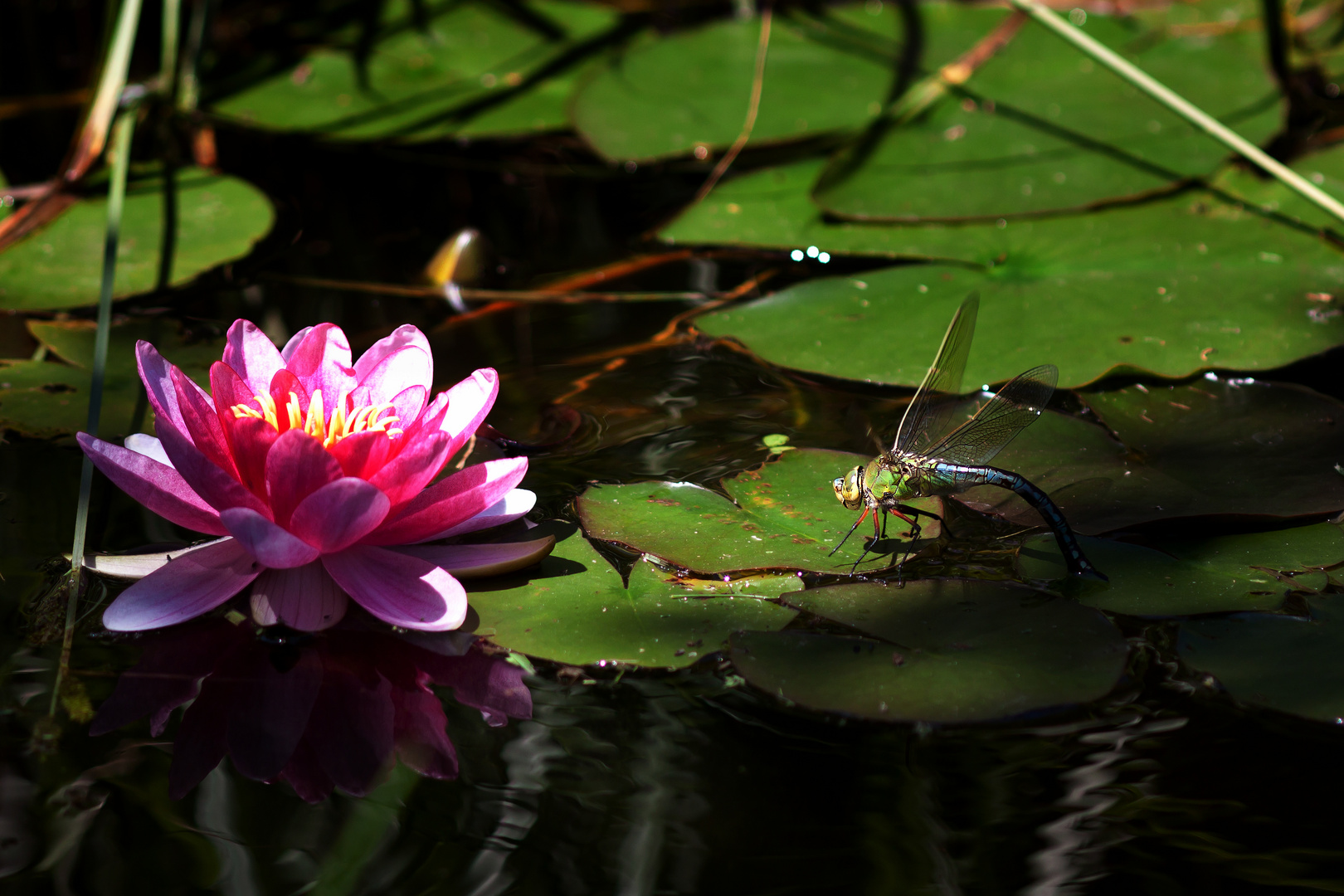 Im Gartenteich