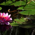 Im Gartenteich