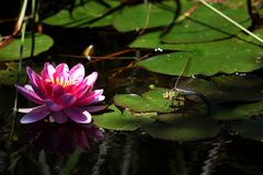 Im Gartenteich