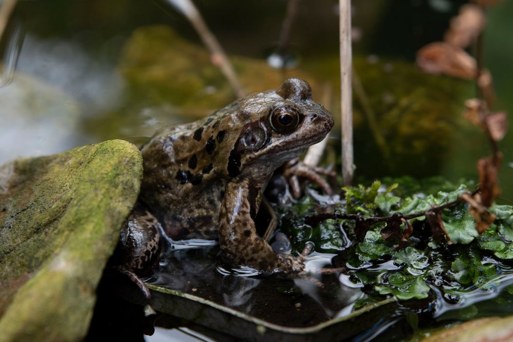 Im Gartenteich Foto & Bild tiere, wildlife, amphibien & reptilien