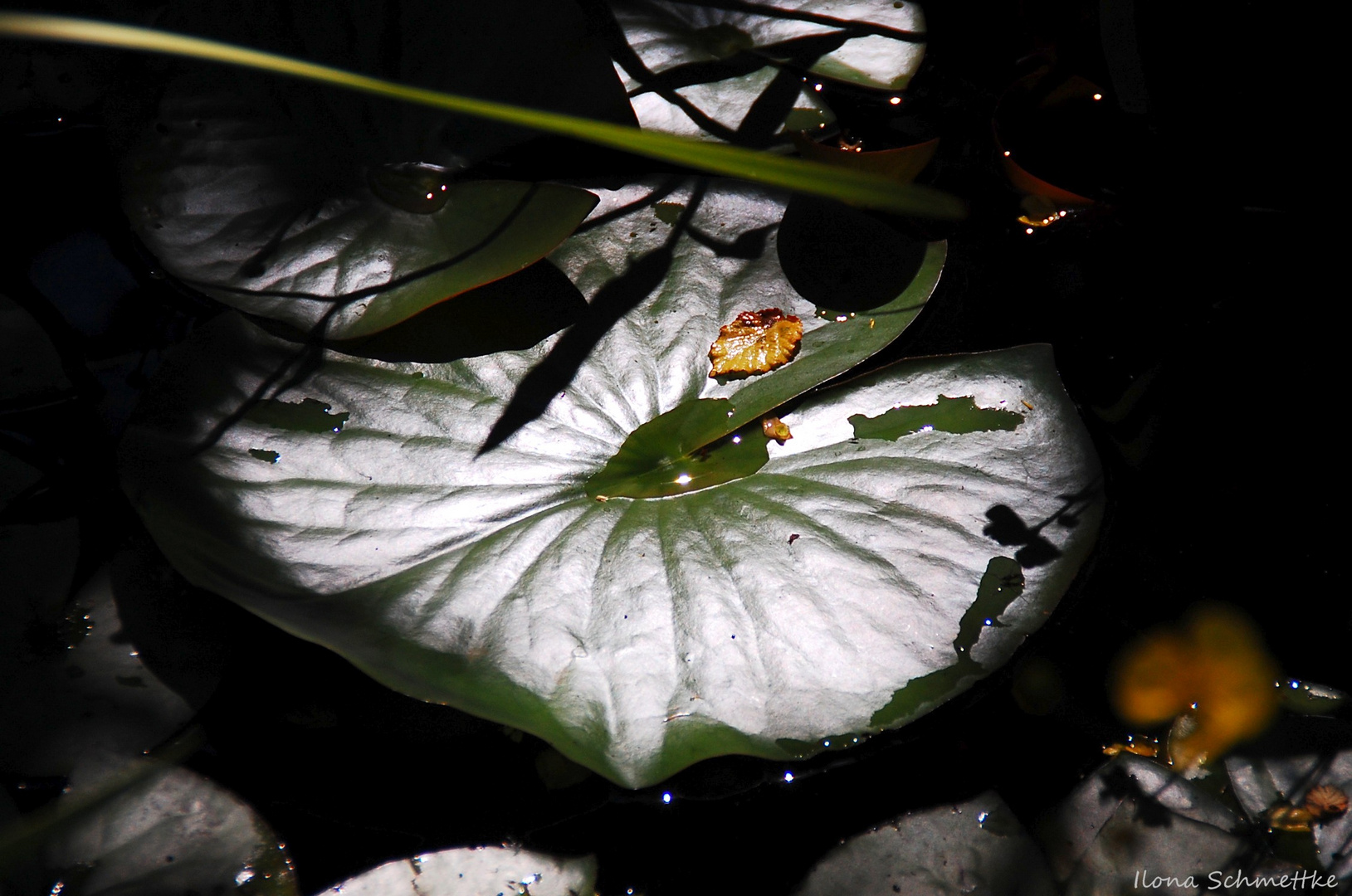 Im Gartenteich