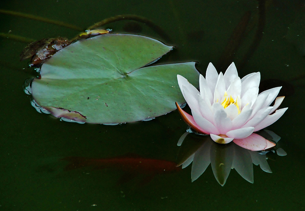 ..im Gartenteich.. Foto & Bild pflanzen, pilze & flechten, blüten