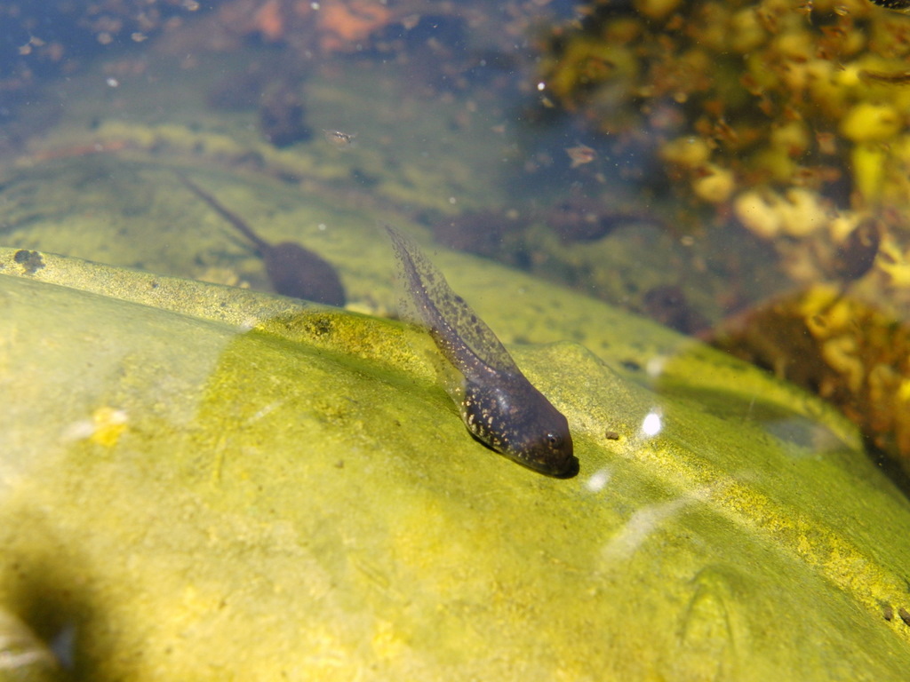 im gartenteich