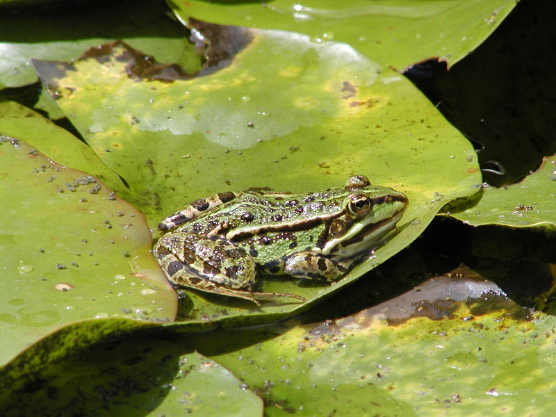 im Gartenteich