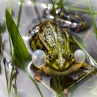 im gartenteich