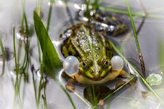 im gartenteich