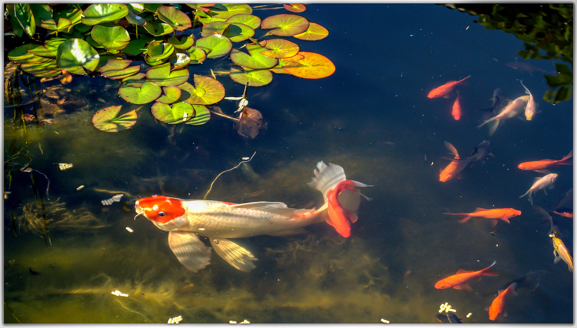 Im Gartenteich Foto & Bild tiere, haustiere, natur Bilder auf