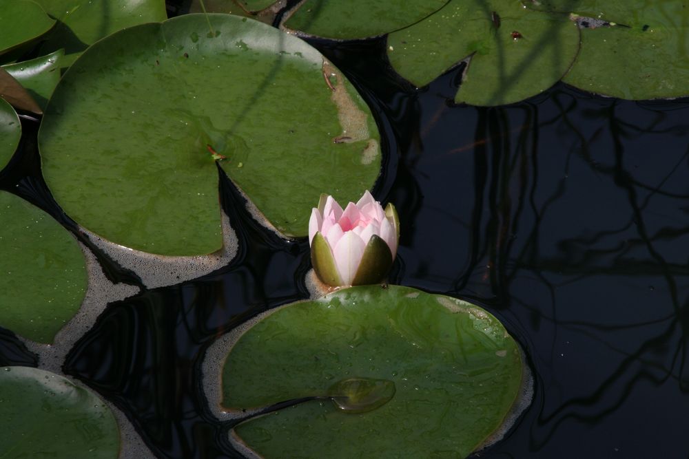 Im Gartenteich...