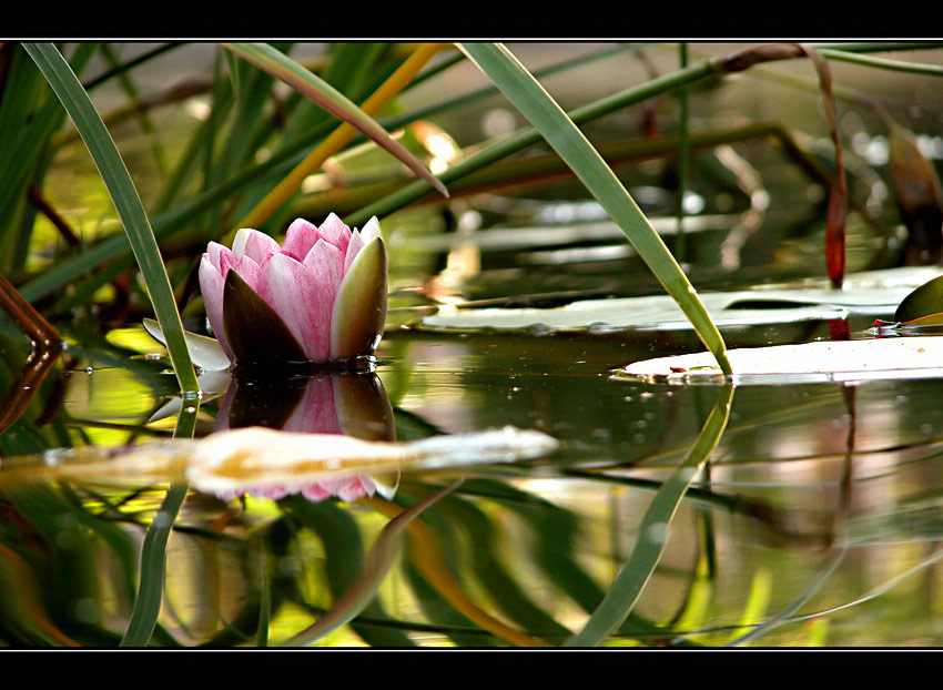 Im Gartenteich...