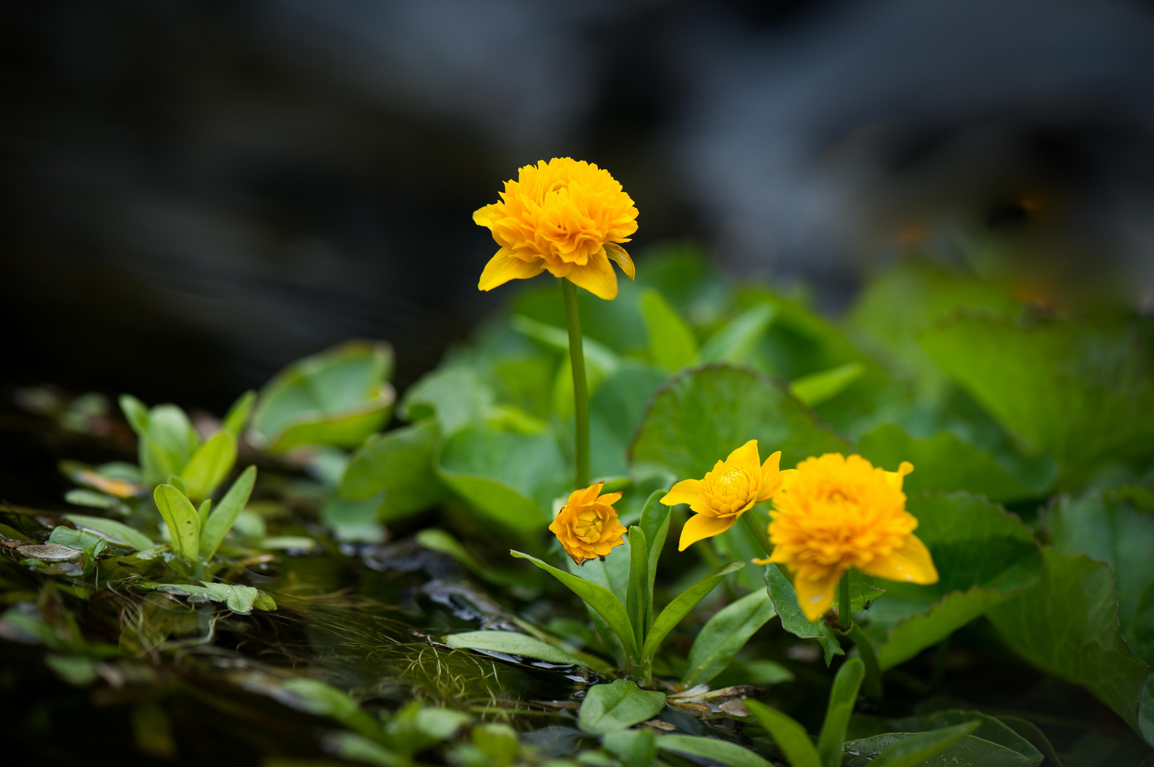 im Gartenteich