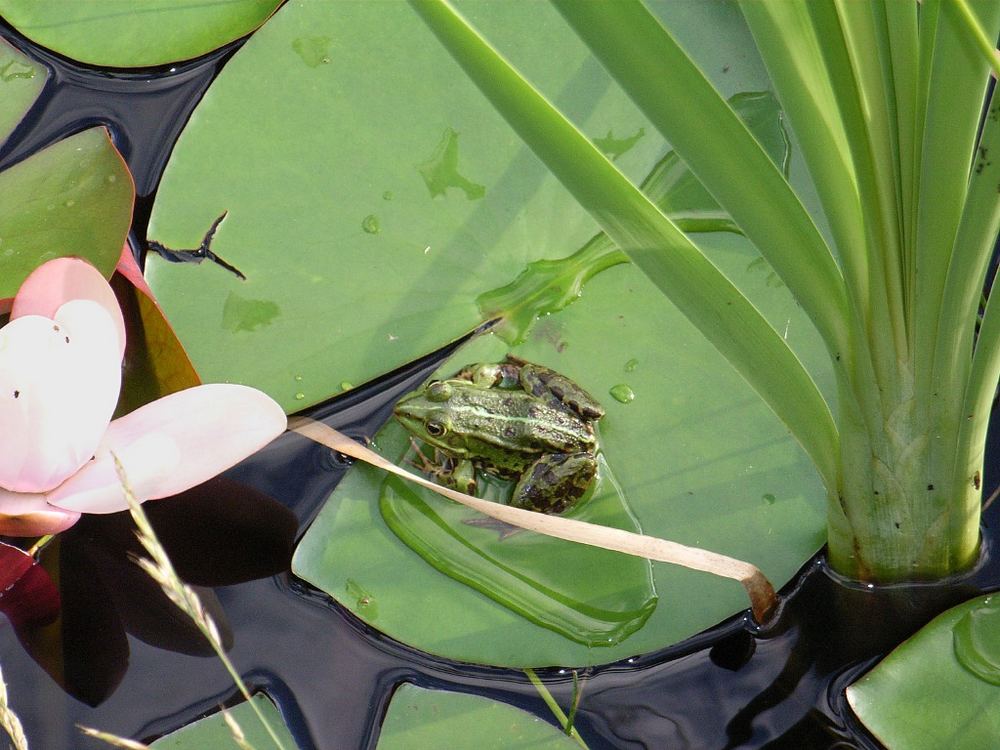 Im Gartenteich