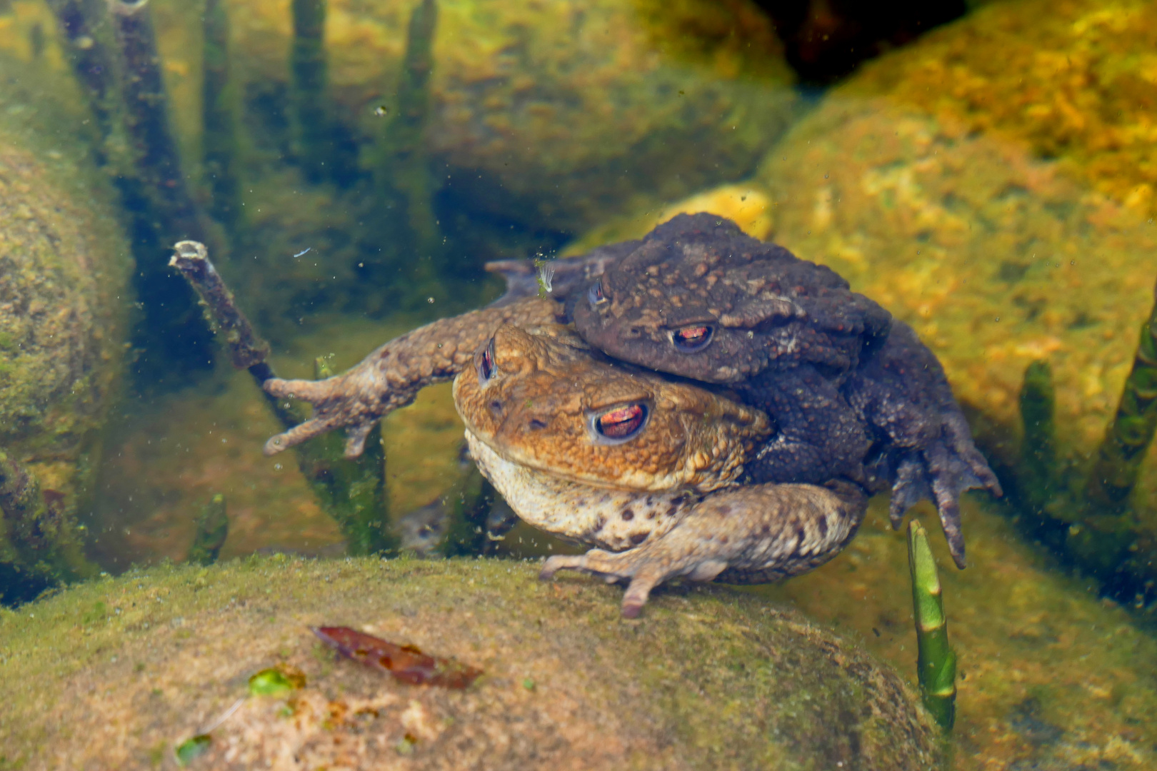 im Gartenteich