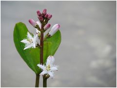 Im Gartenteich...