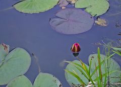 Im Gartenteich