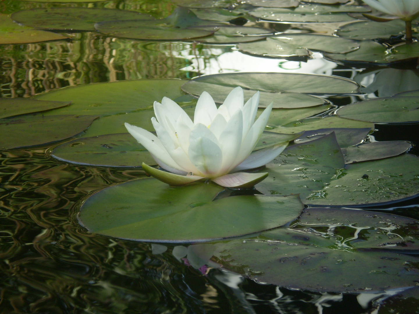 Im Gartenteich