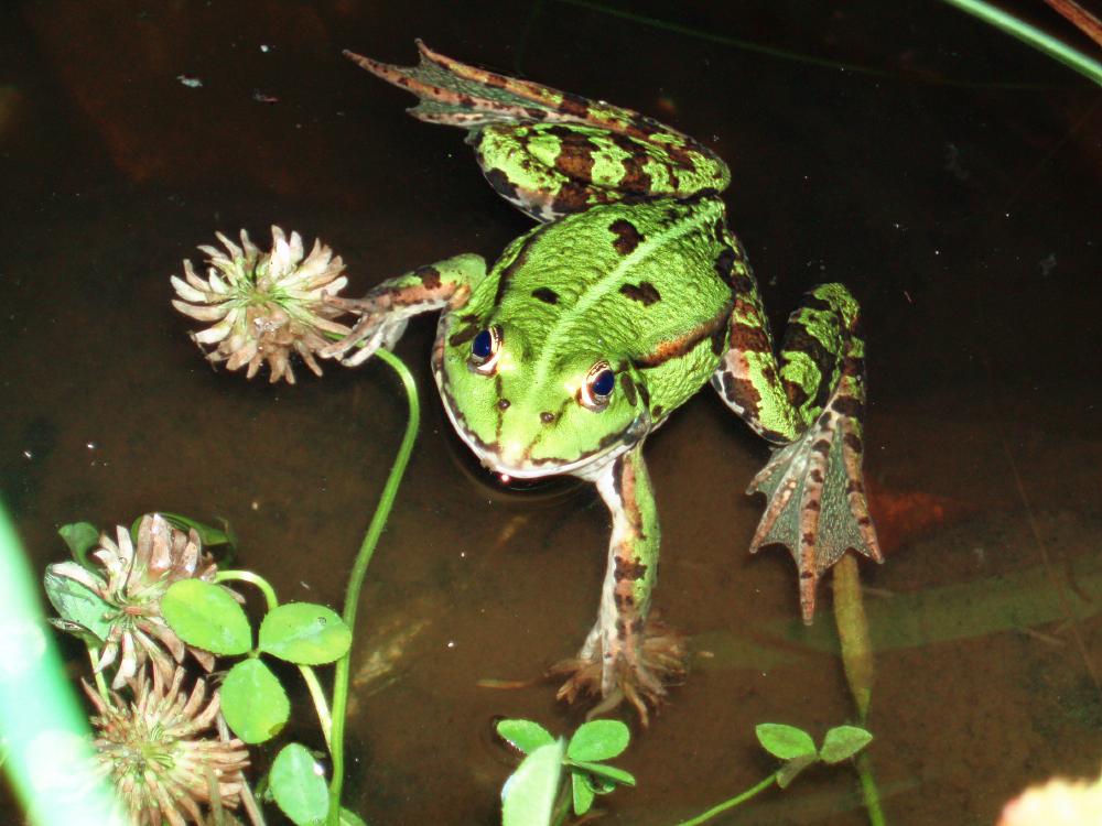 Im Gartenteich Foto & Bild tiere, haustiere, sonstige Bilder auf