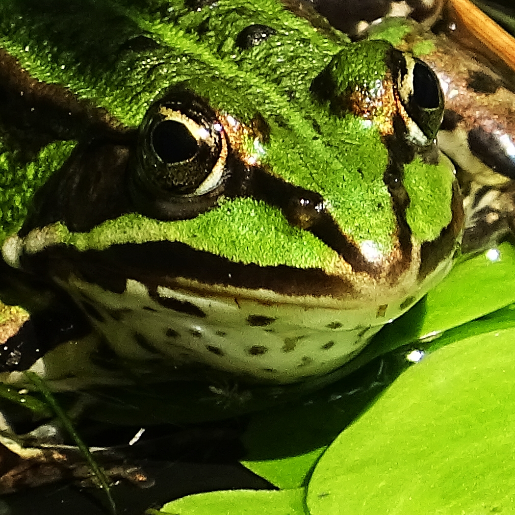 Im Gartenteich II