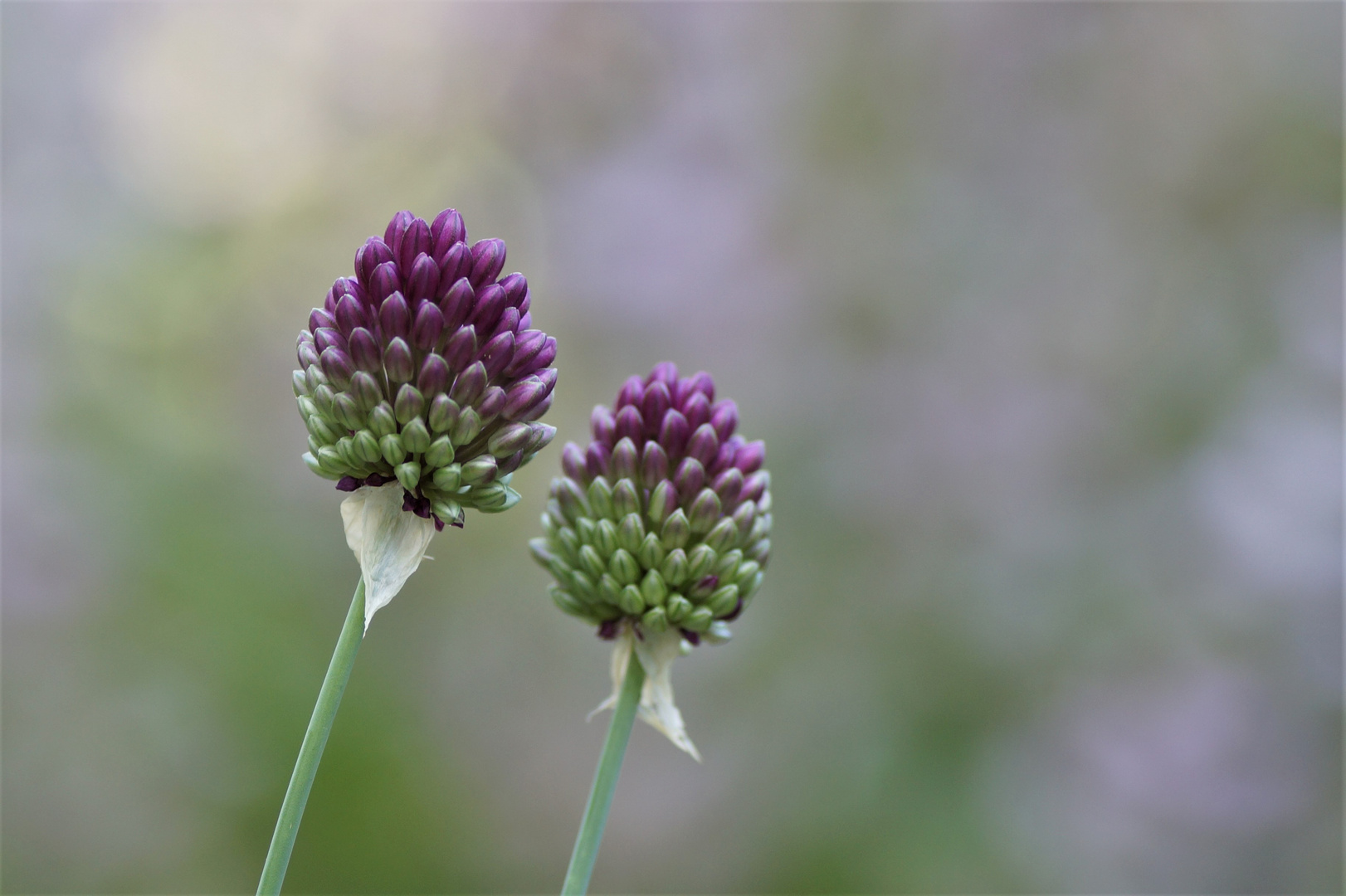 im Garten...überall...