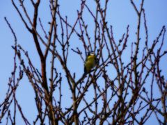 Im Geäst versteckt - die kleine Blaumeise