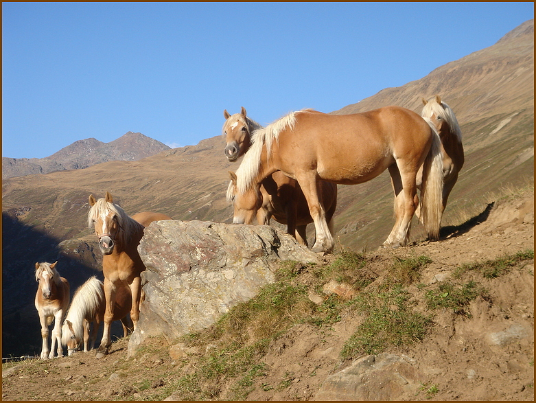 Im Gebirge: Haflinger an der Tränke