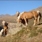 Im Gebirge: Haflinger an der Tränke