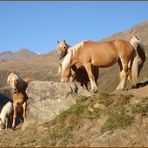 Im Gebirge: Haflinger an der Tränke