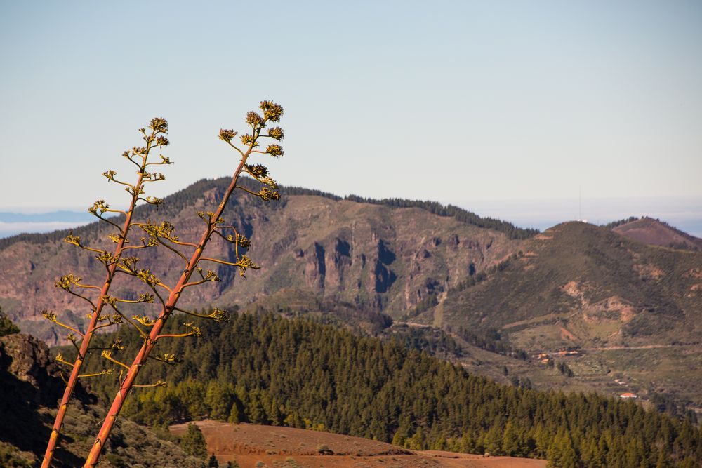 Im Gebirge in Gran Canaria