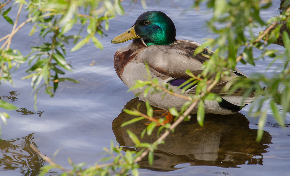 Im Gebüsch versteckt