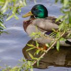 Im Gebüsch versteckt