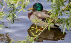 Im Gebüsch versteckt
