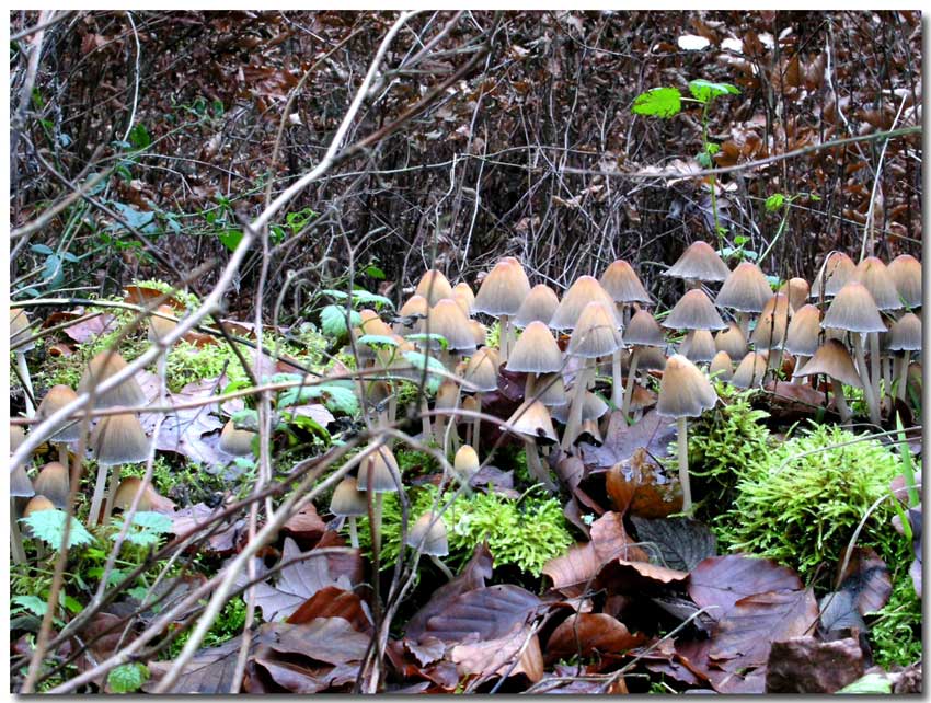 im Gebüsch versteckt....