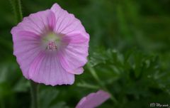 Im Gebüsch versteckt I