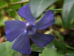 Im Gebüsch versteckt II