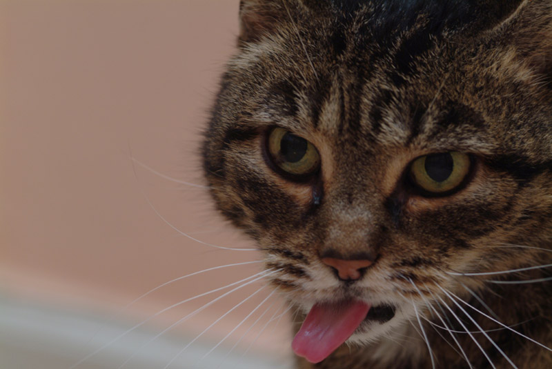 im gedenken an die ewig böse katze hermeline