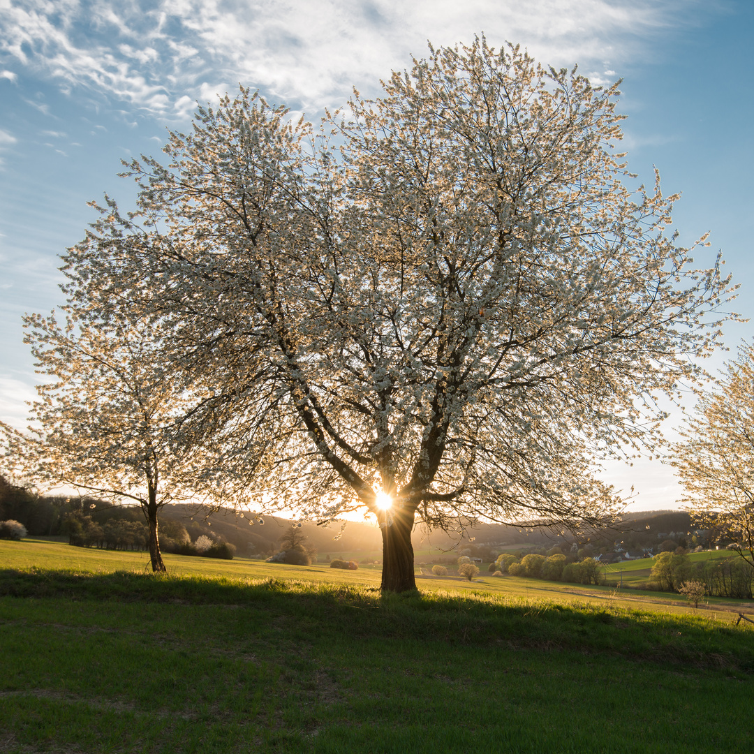 Im Gegenlicht